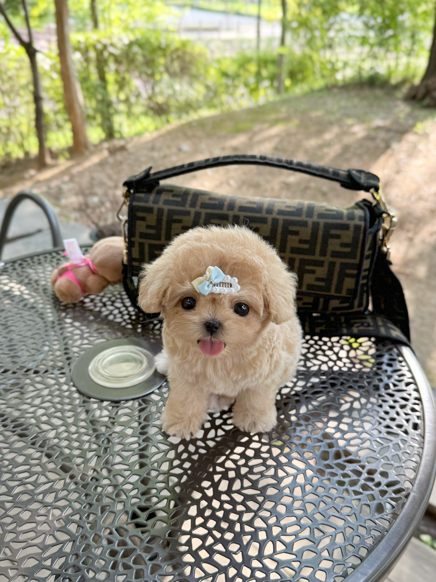 Maltipoo-Toast