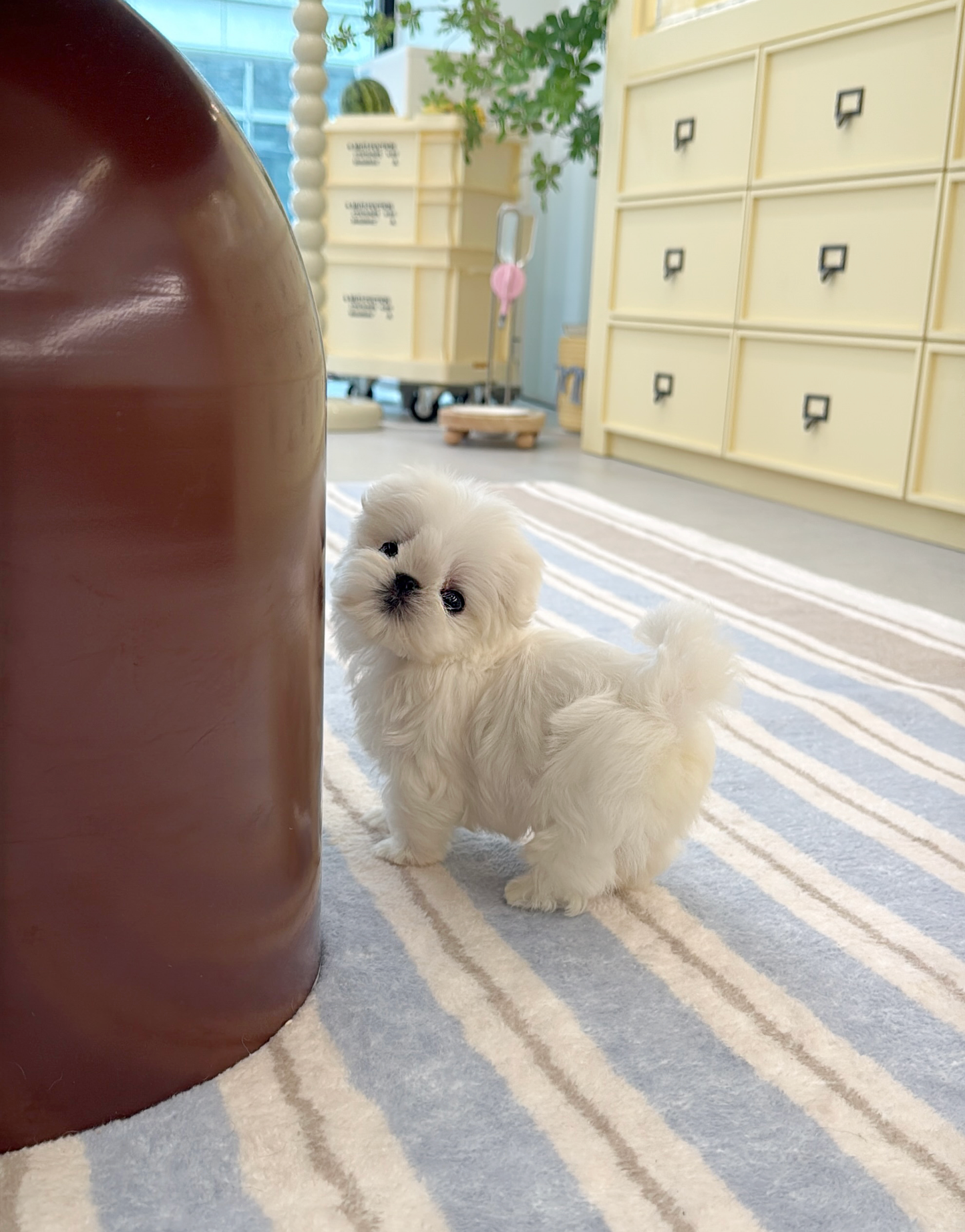 Maltese-Cino-M