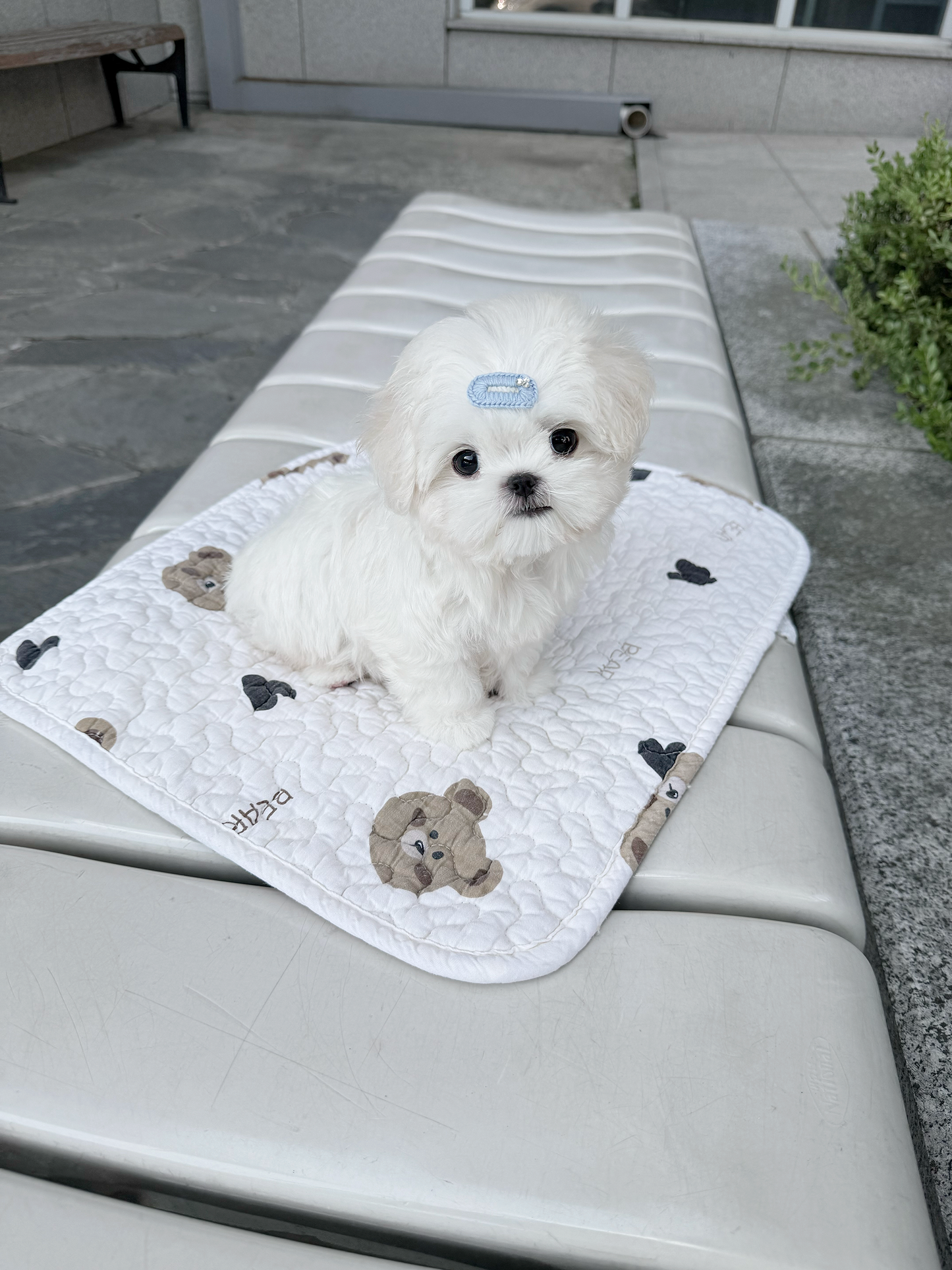 Maltese-Mono