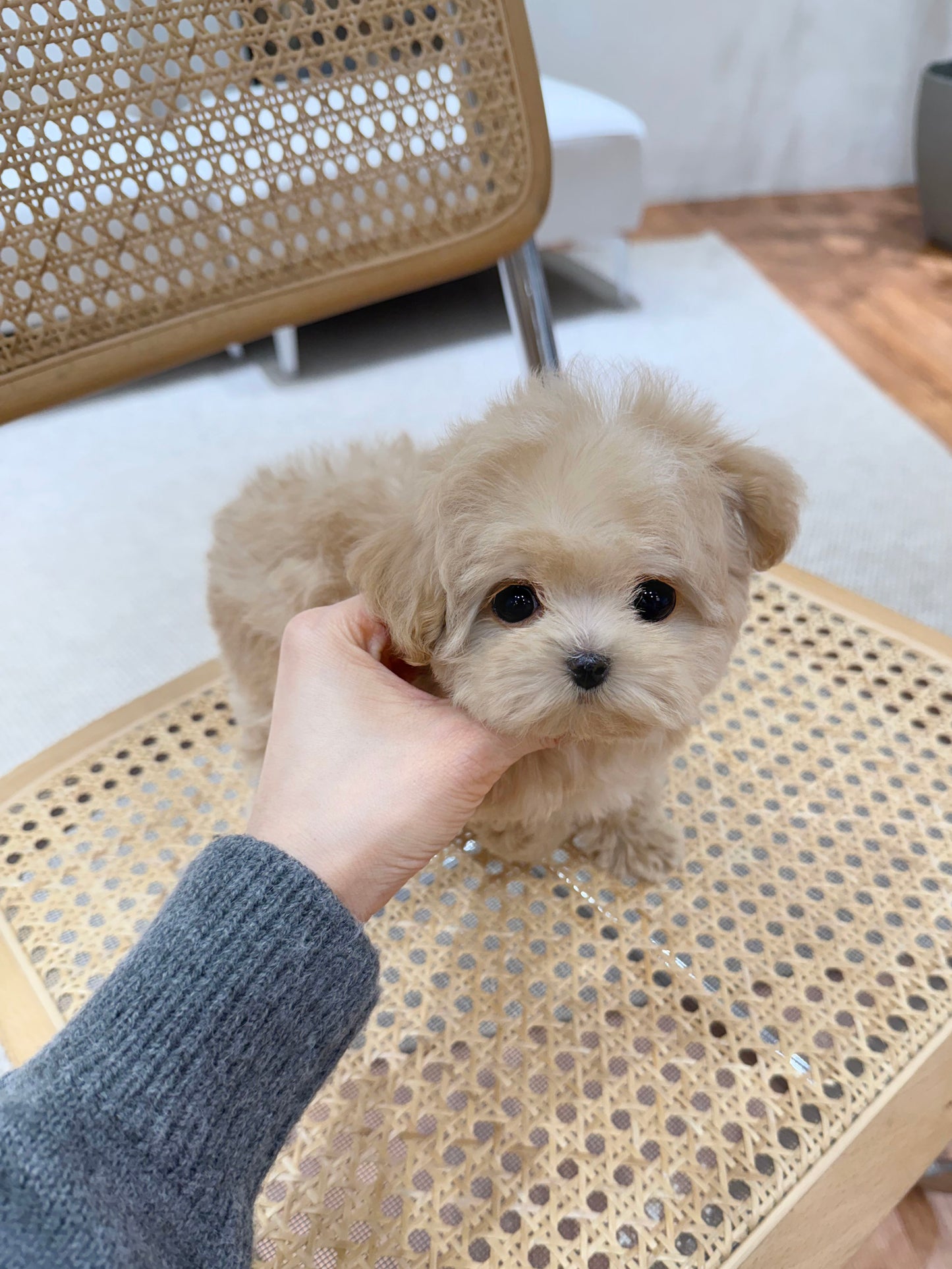 Maltipoo-Bonnie