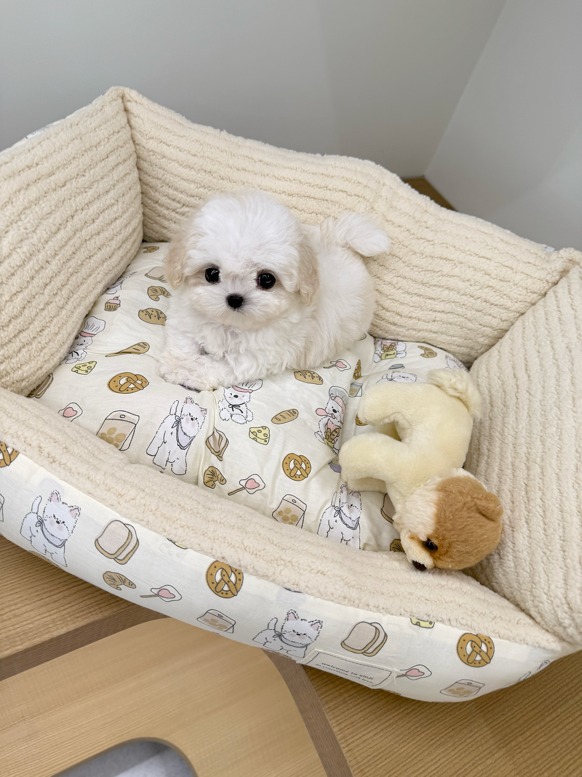 Bichon-Noah-M