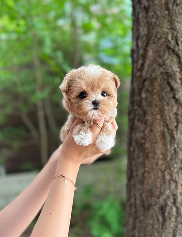 Maltepoo-Connie