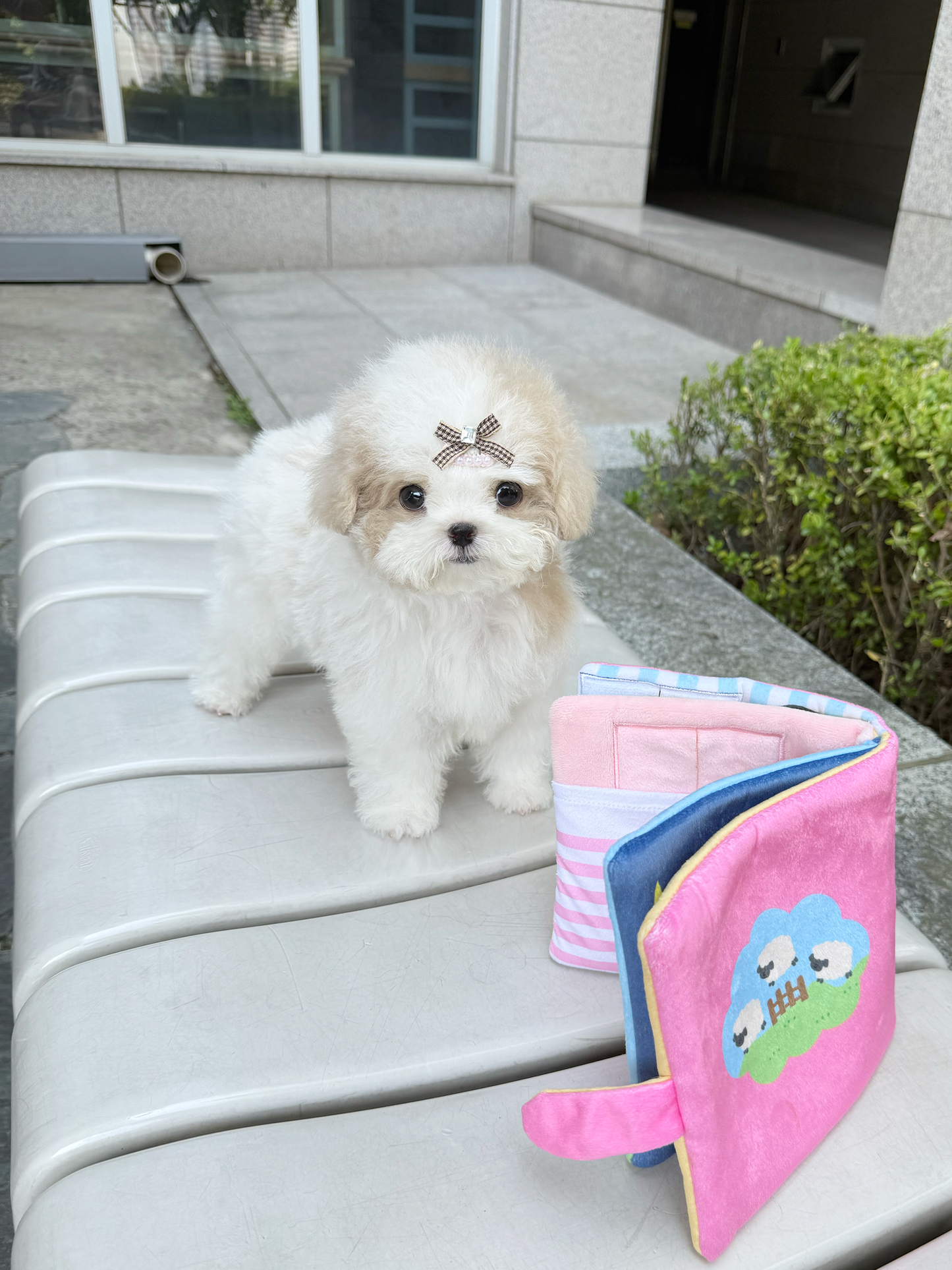 Maltipoo-Godiva