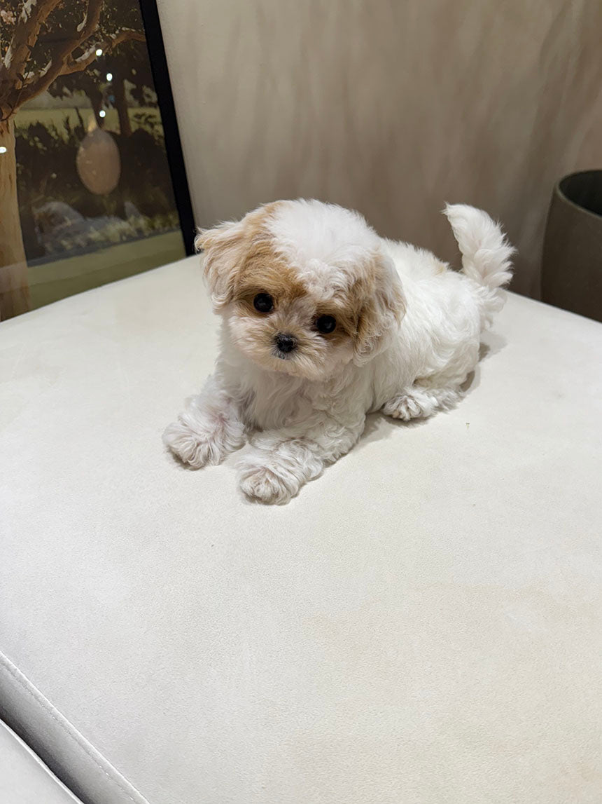 Maltipoo-Choco