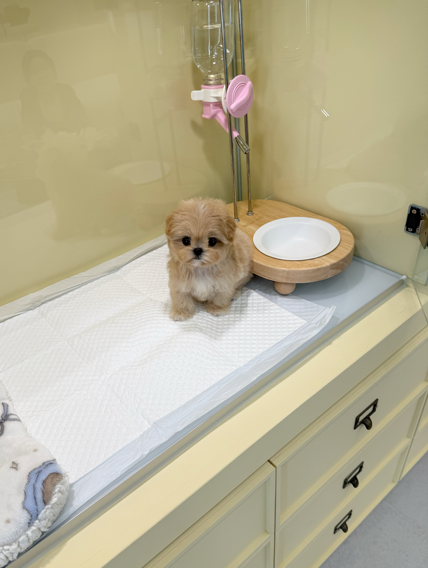 Maltipoo-Curie-F