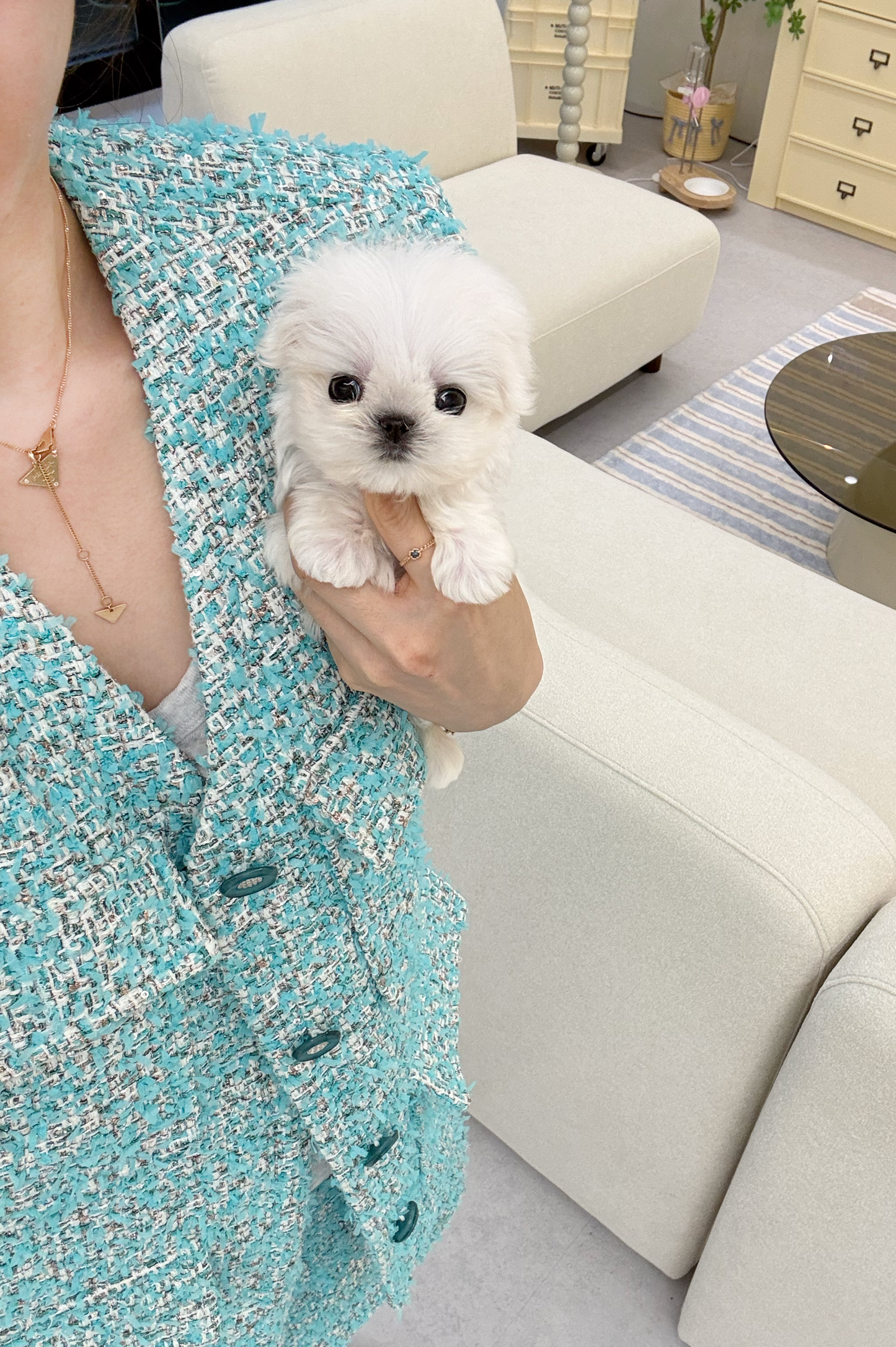 Maltese-Cino-M