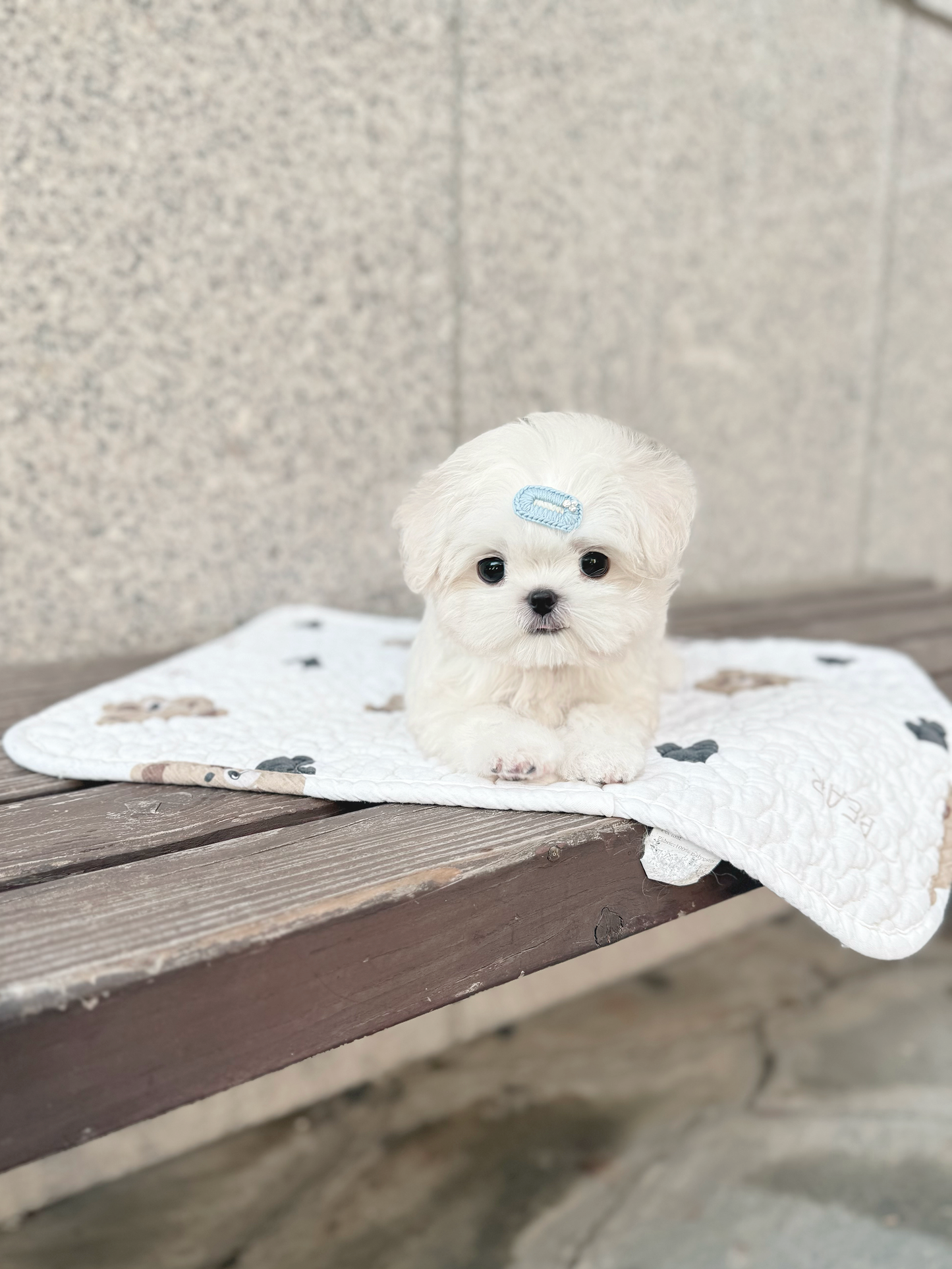 Maltese-Mono