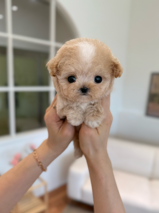 Maltipoo-Jully