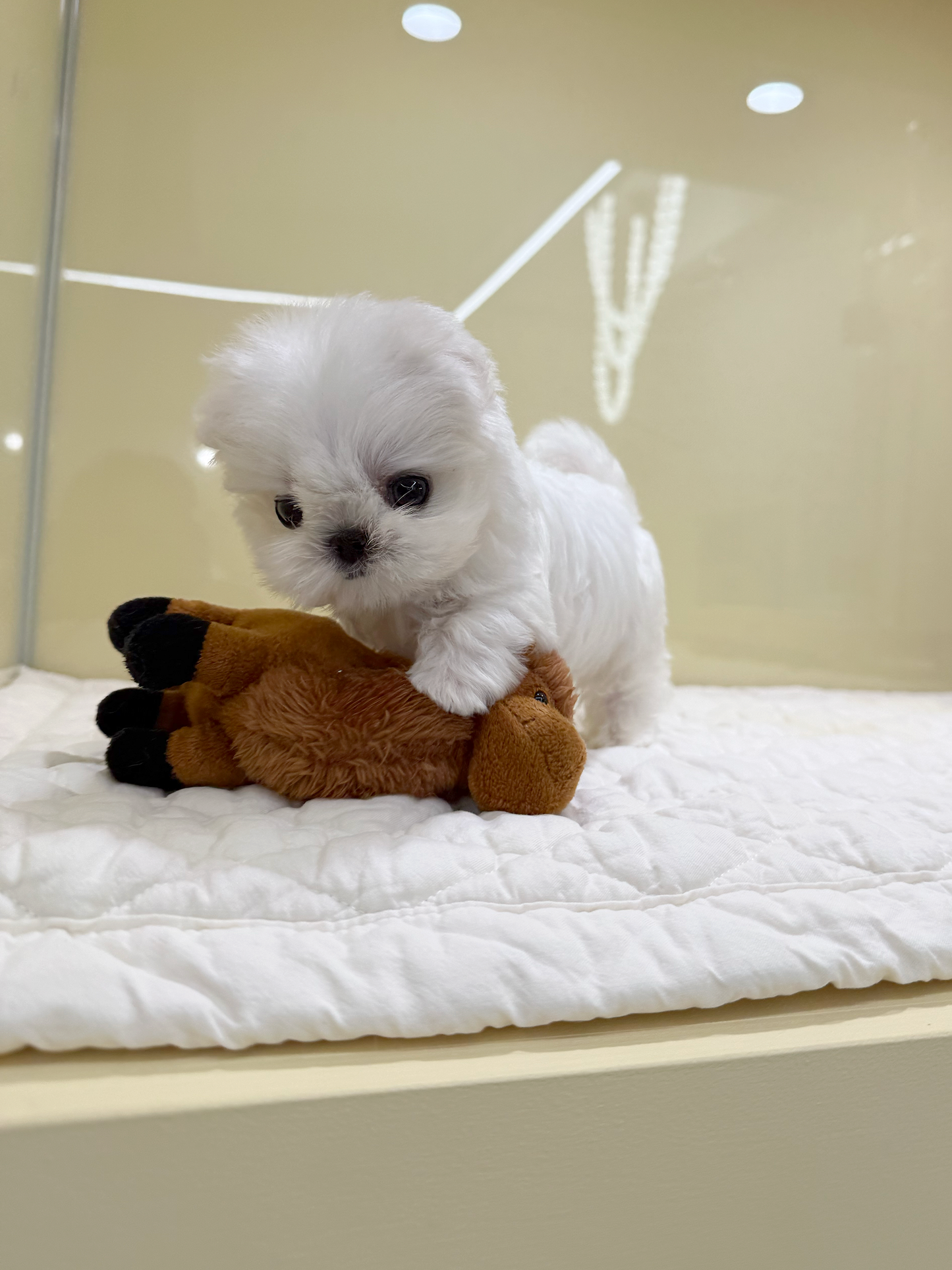 Maltese-Cino-M