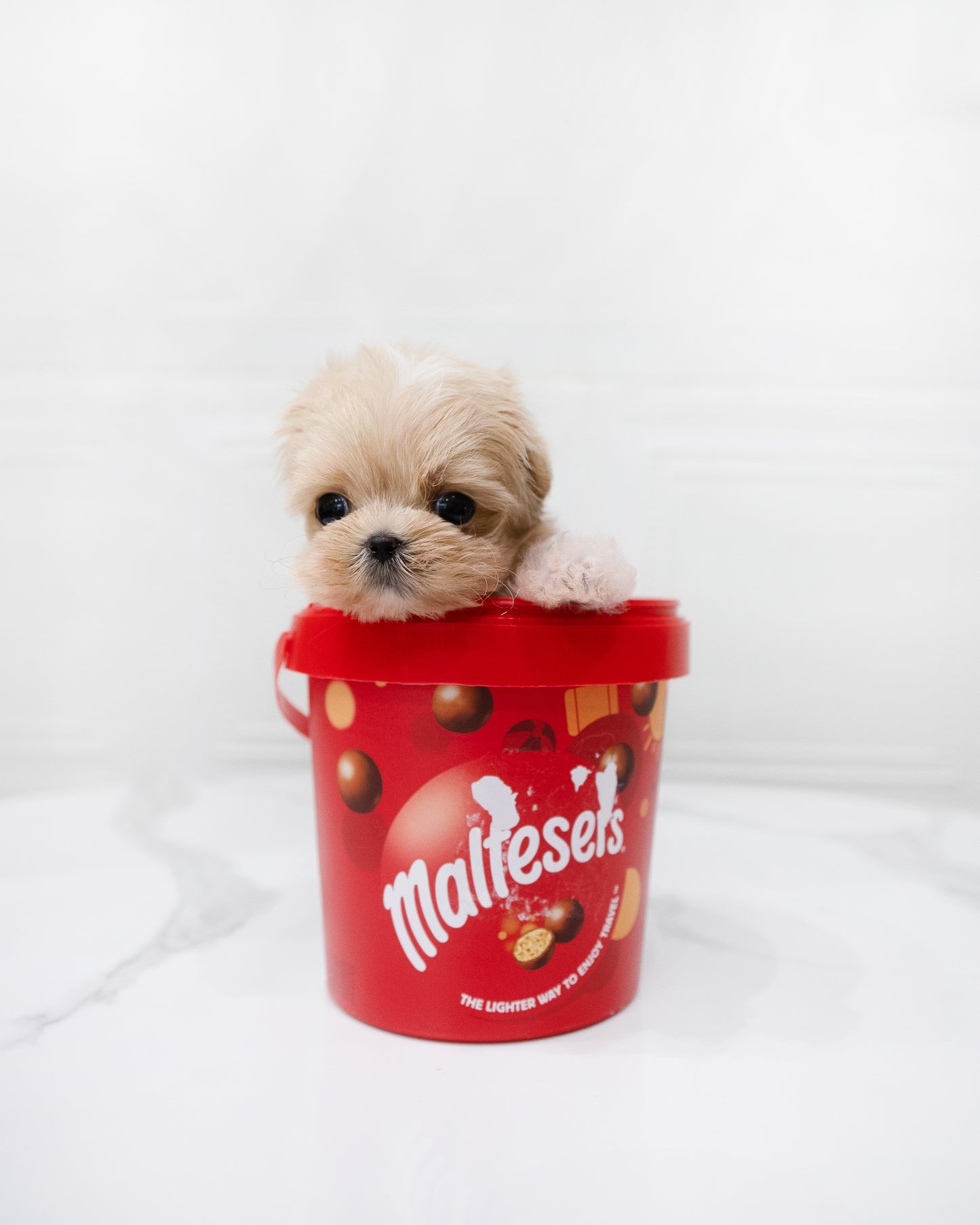 Maltipoo-Coby