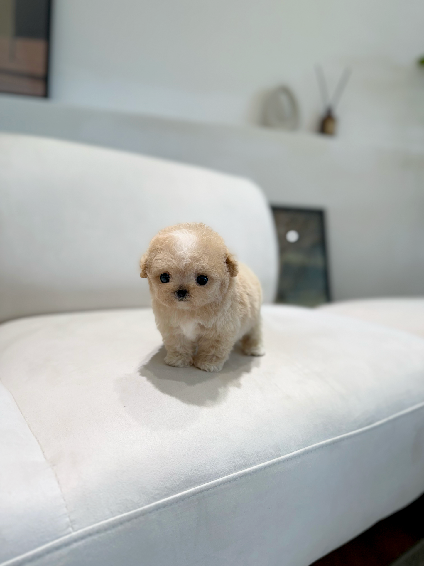 Maltipoo-Jully
