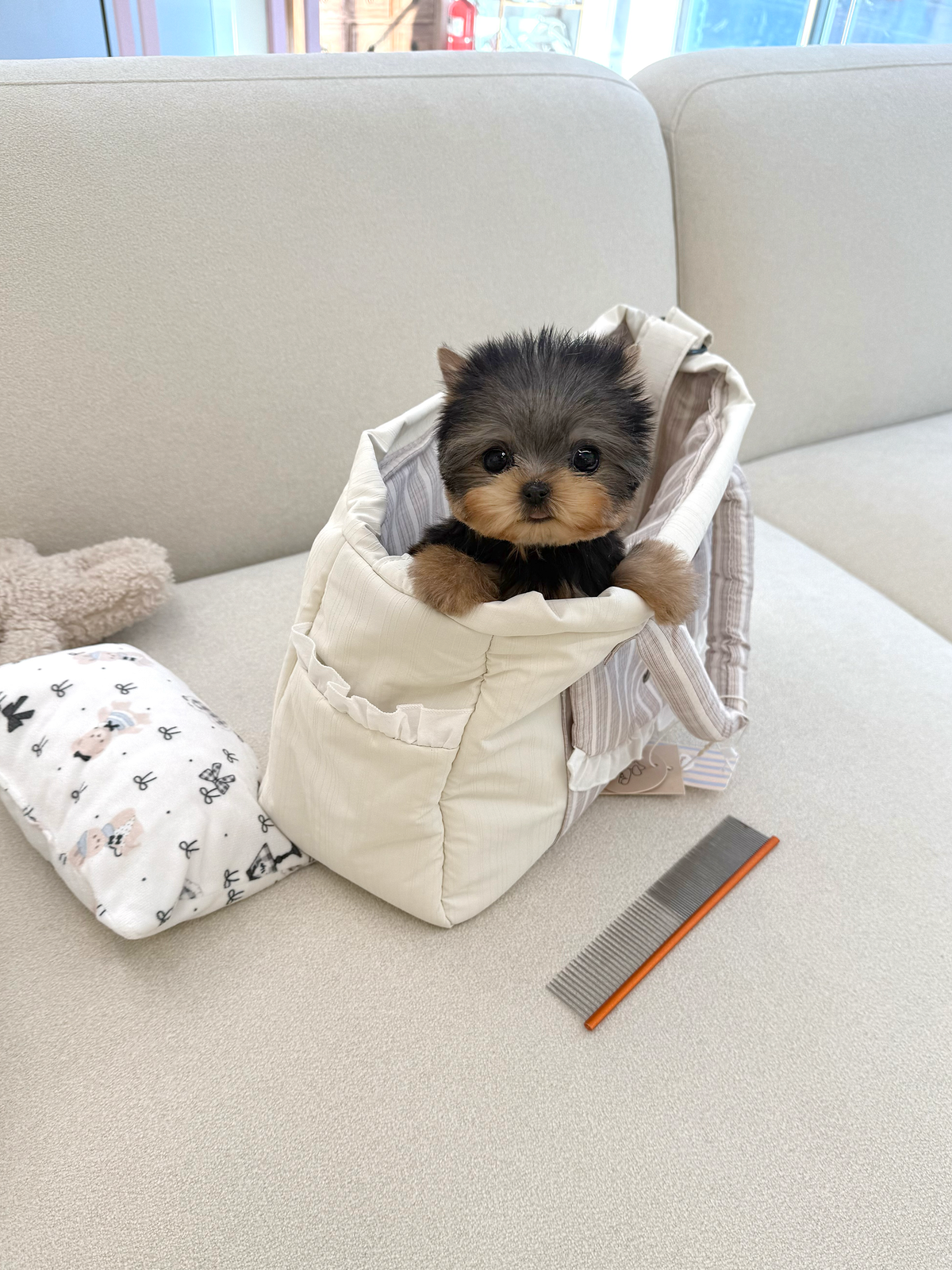 Yorkie-Lowell-F