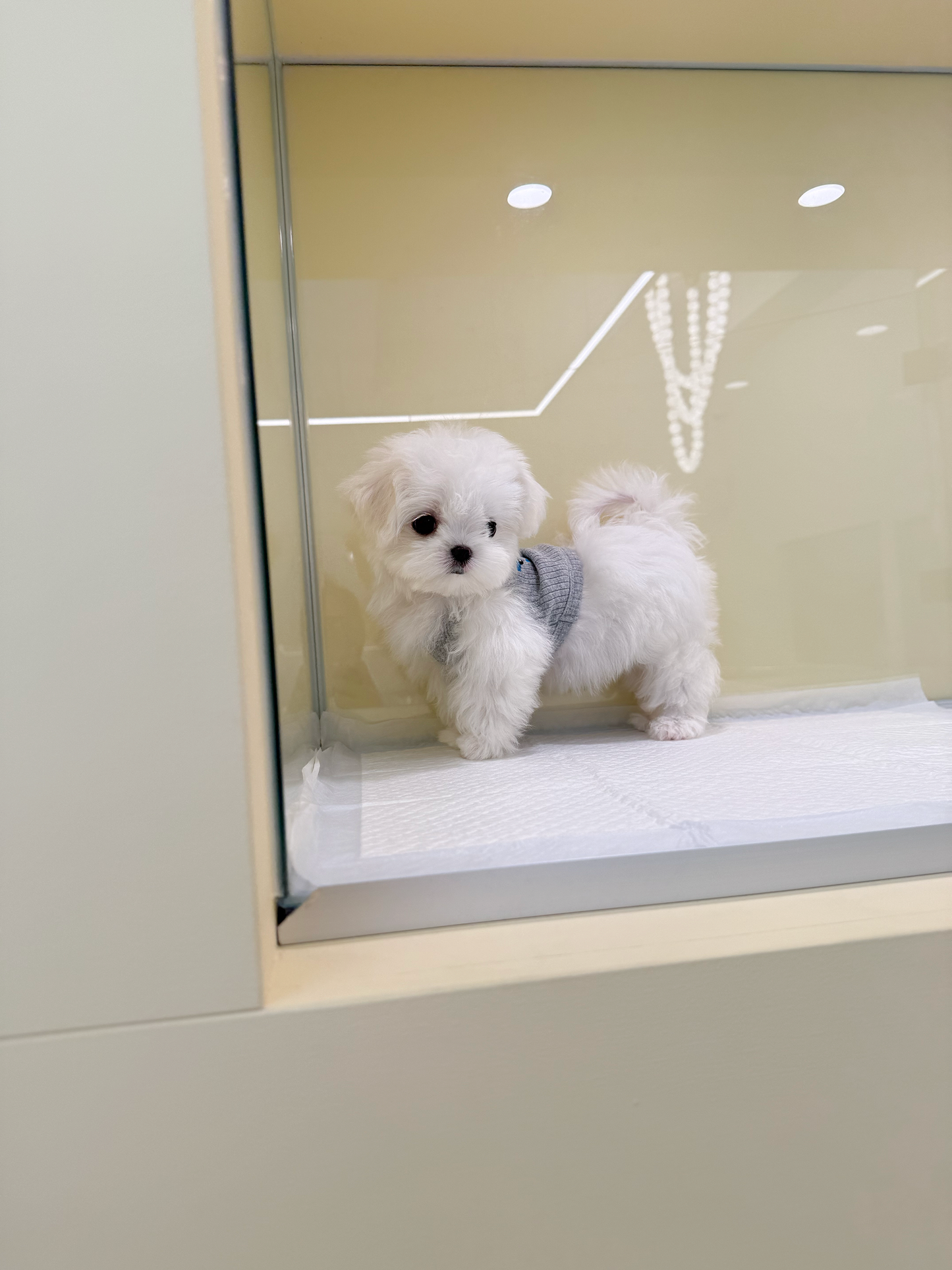 Maltese-Suki-F