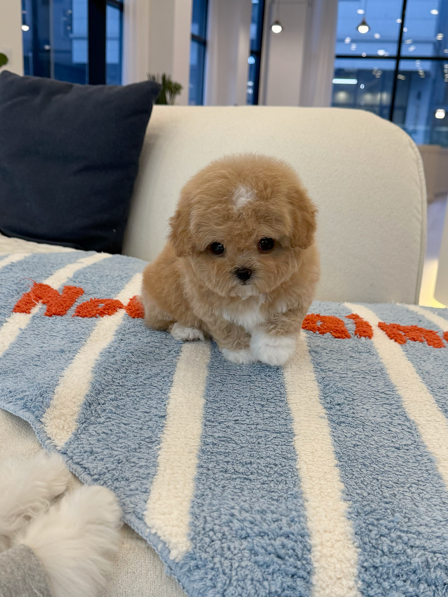 Maltipoo- Toby
