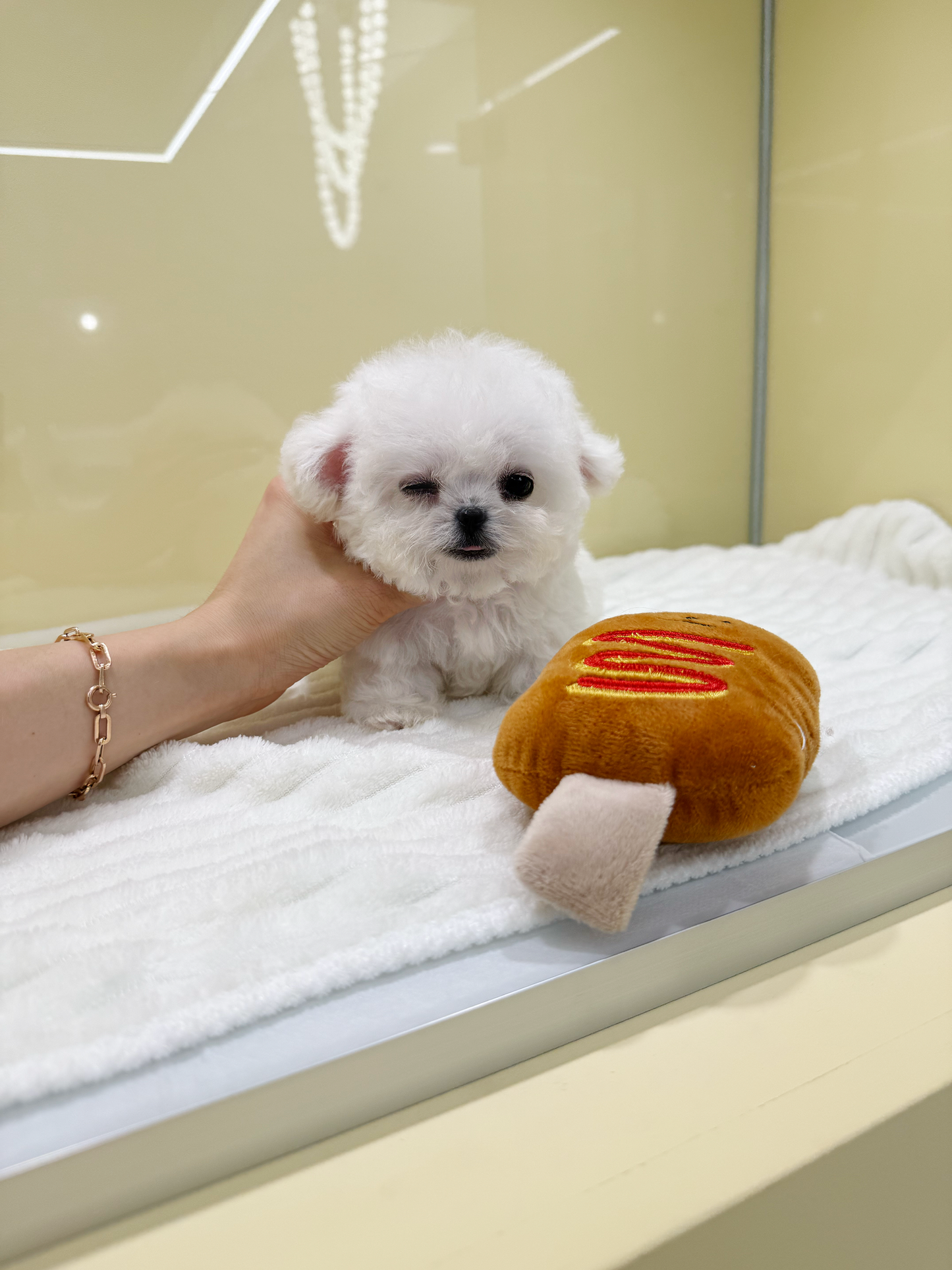 Bichon-Luna