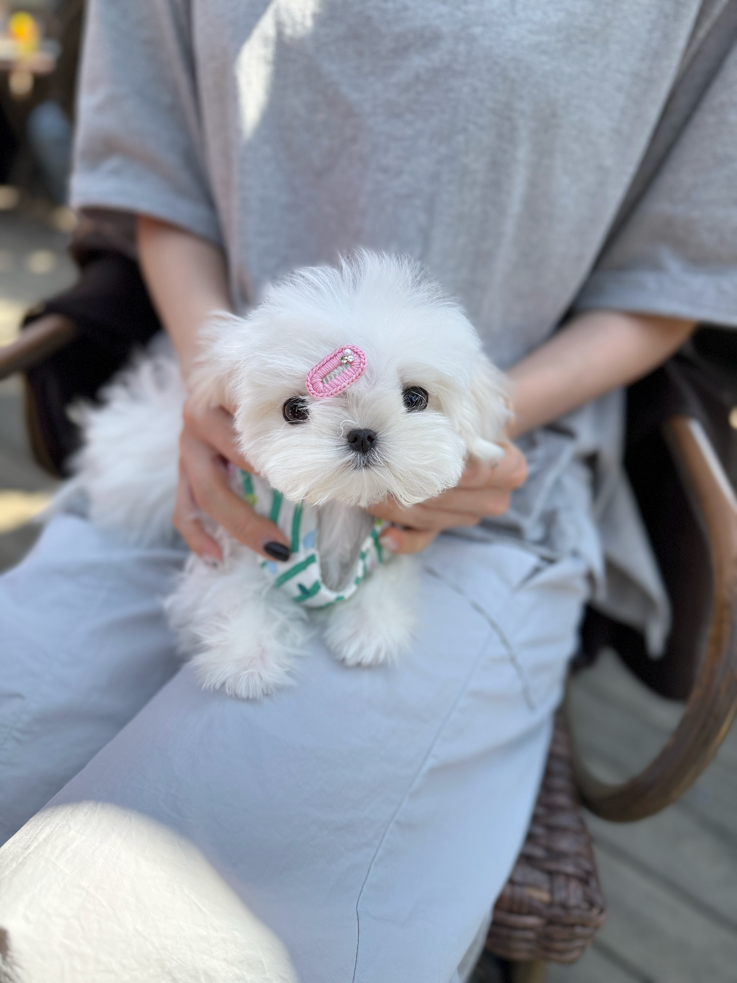 Maltese-Love