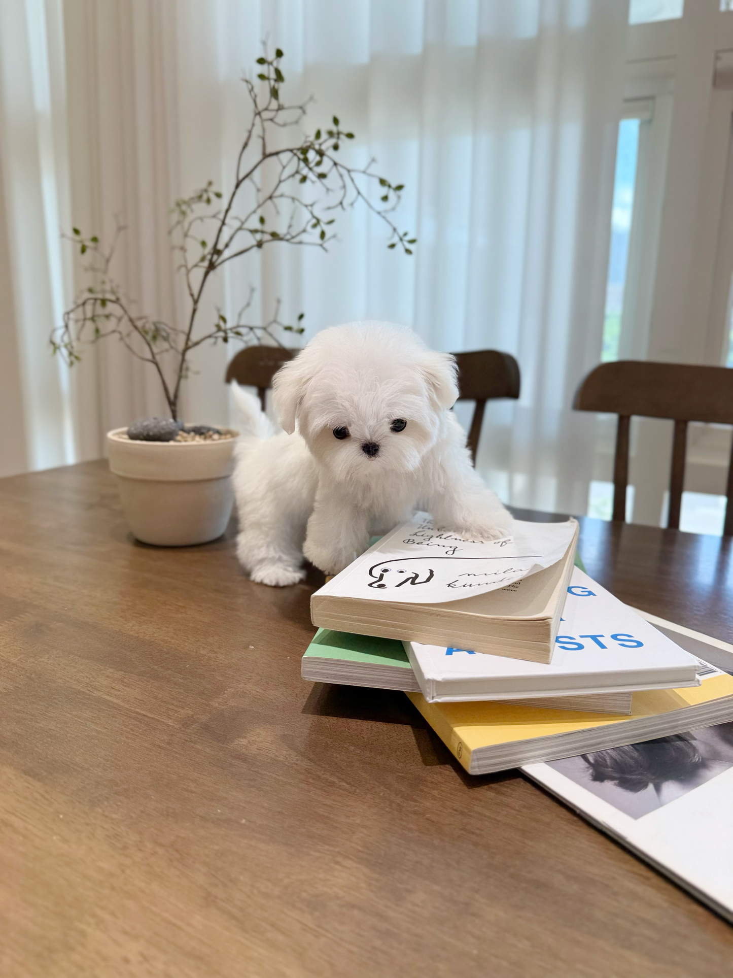 Maltese-Toto