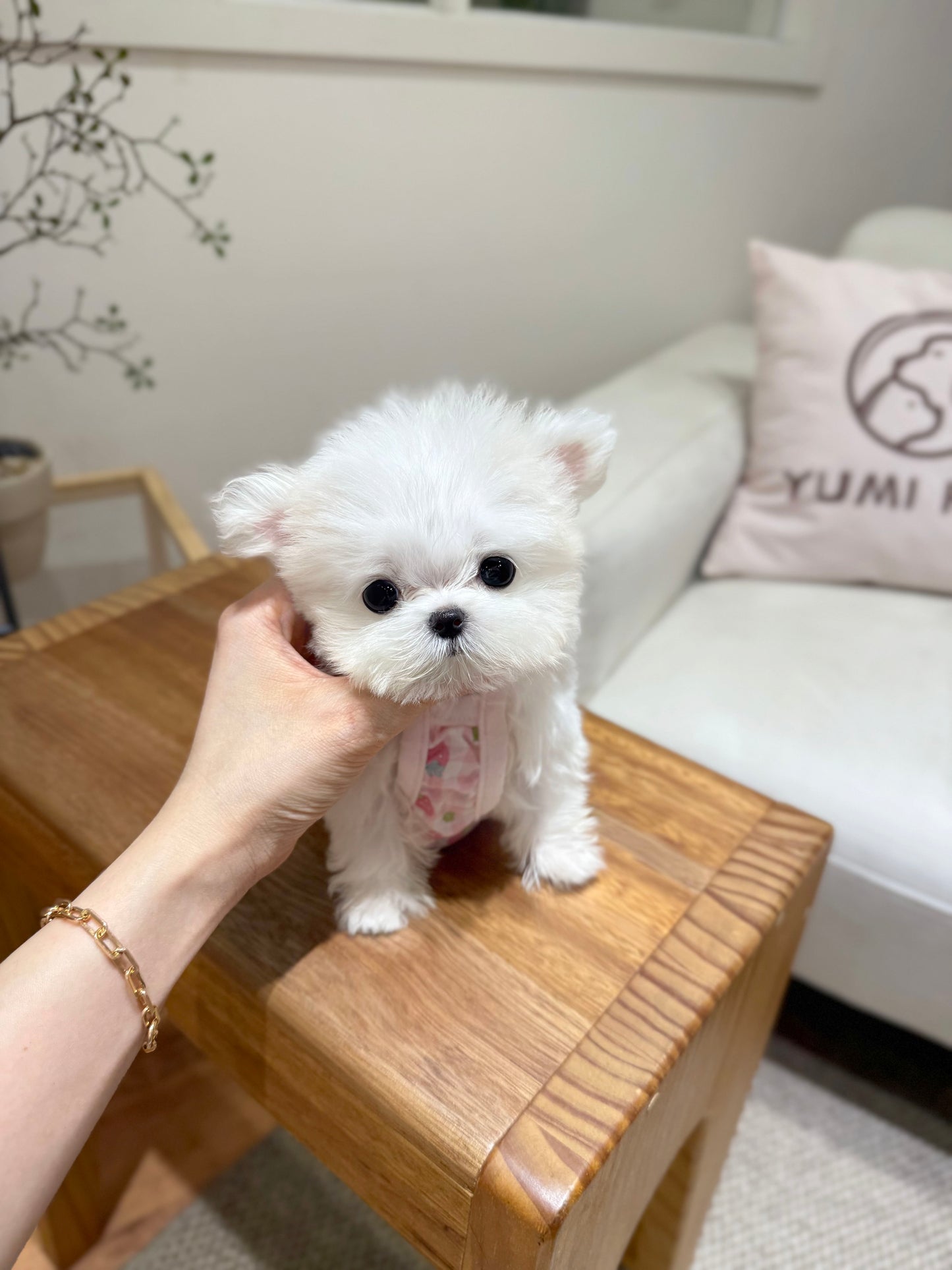 Maltese-Luna