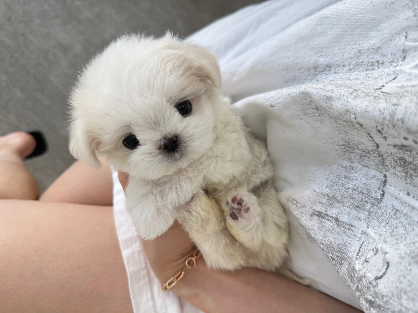 Maltese-Tissue-F
