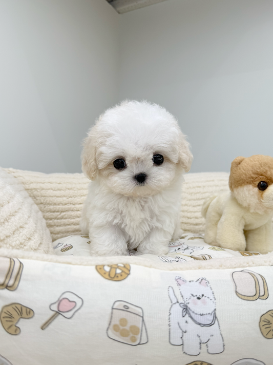 Bichon-Noah-M
