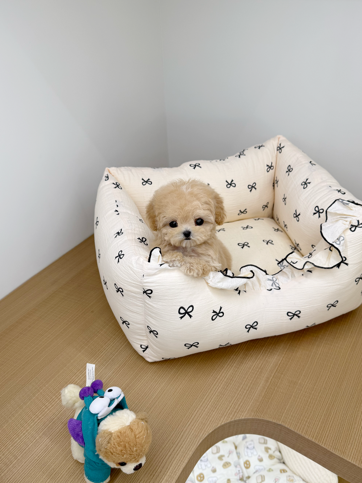 Maltipoo-Shasha-F