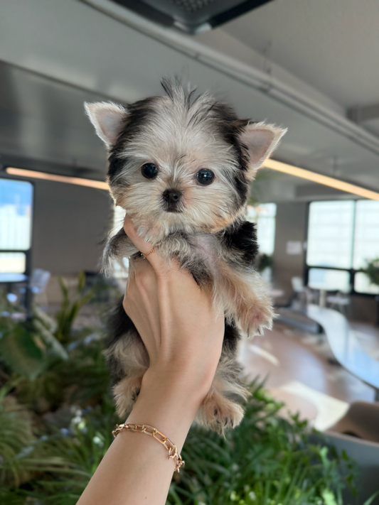 Yorkie-Shio