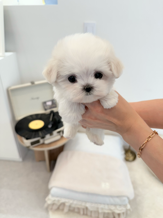 Maltese-Sunny