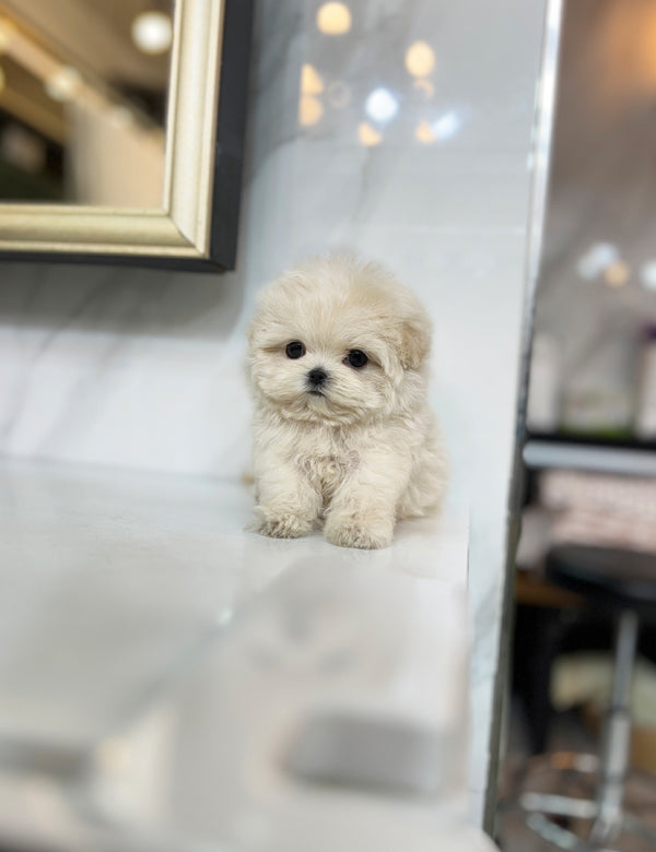 Maltipoo F-Cream