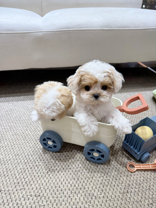 Maltipoo-Choco