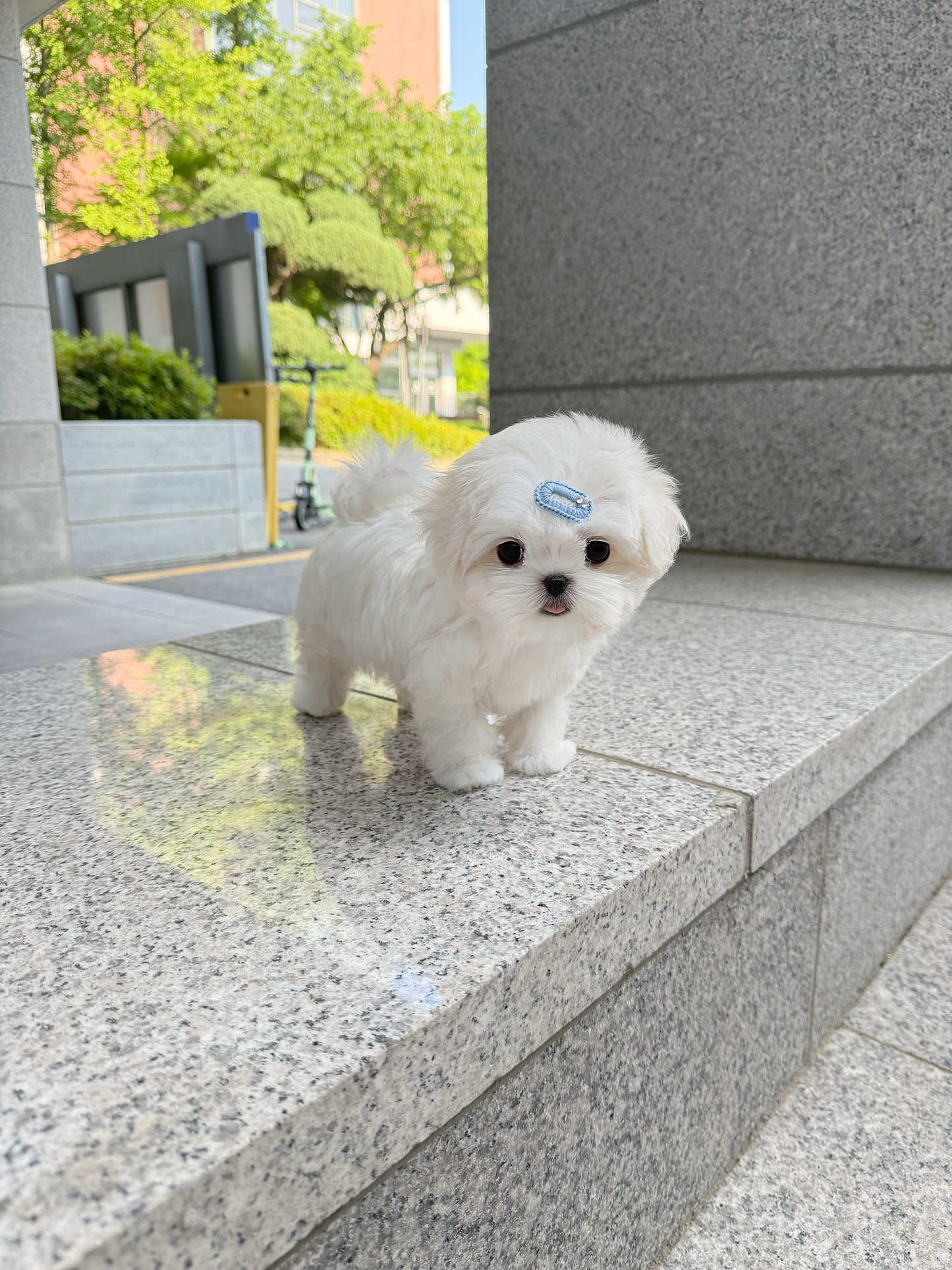 Maltese-Mono