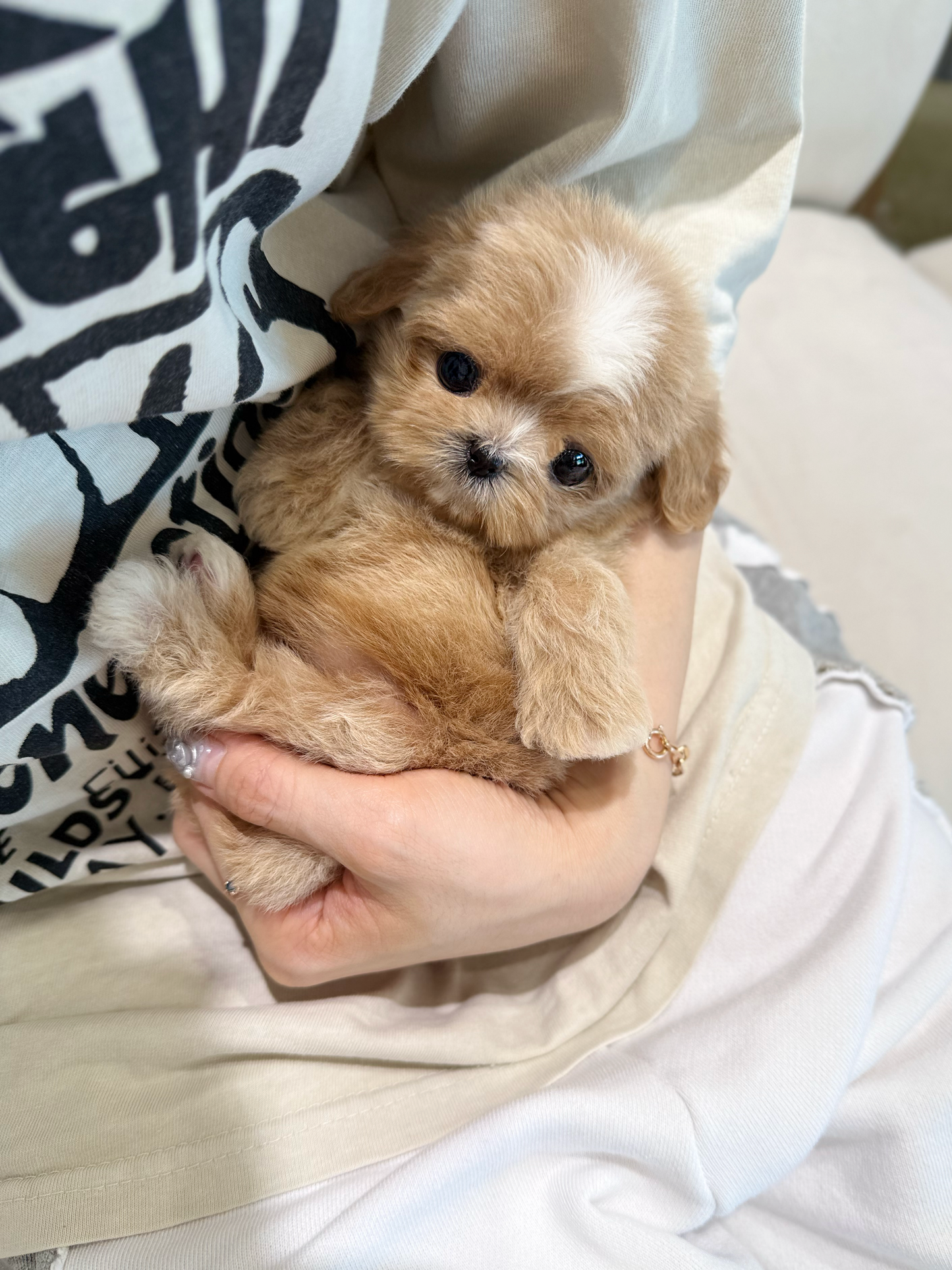 Maltipoo-Taro