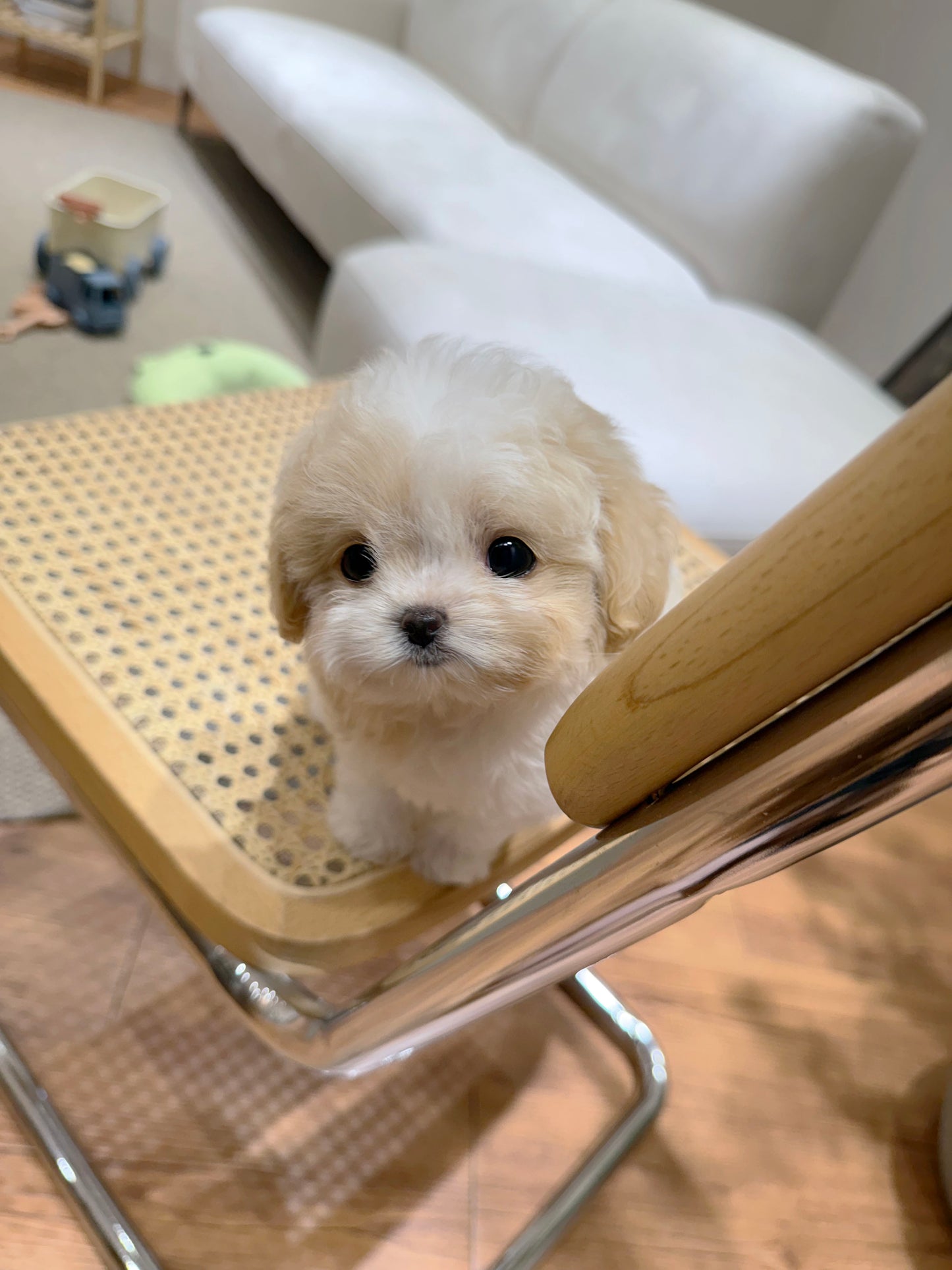 Maltipoo-Cookie