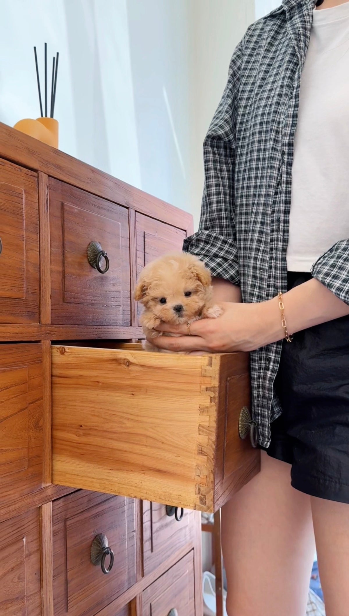 Maltipoo-William-M