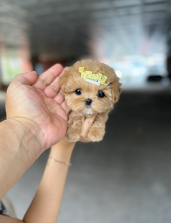 Maltepoo-Hoho