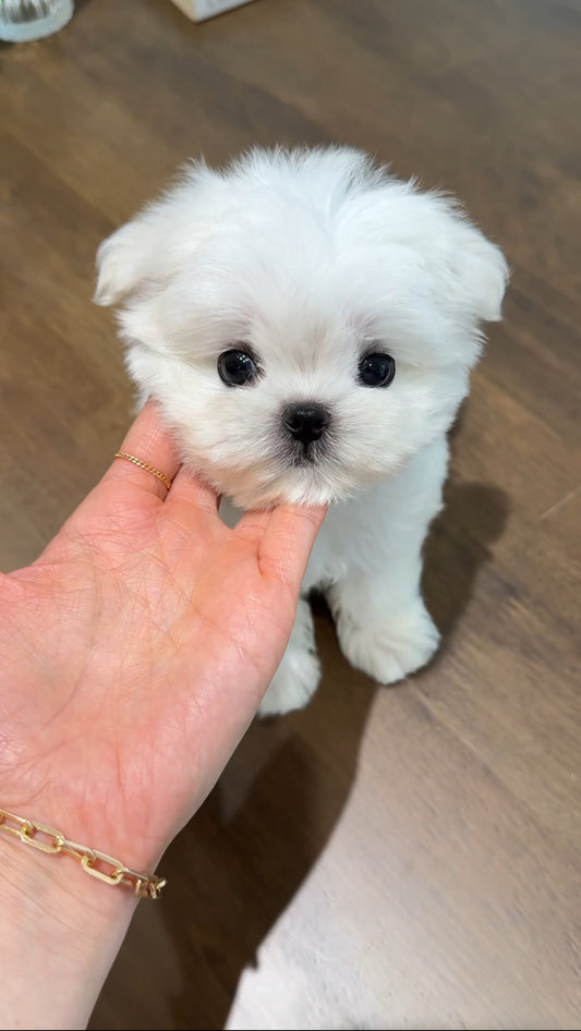 Maltese-ccomo