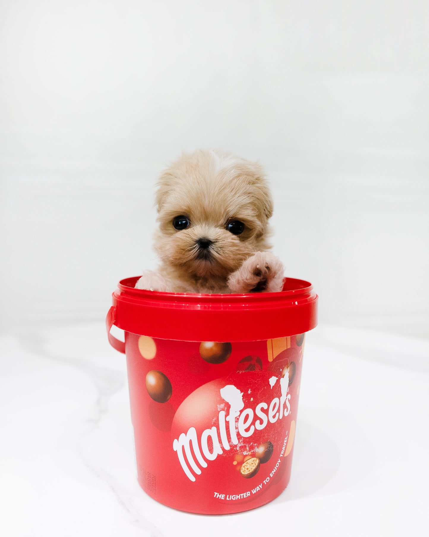 Maltipoo-Coby