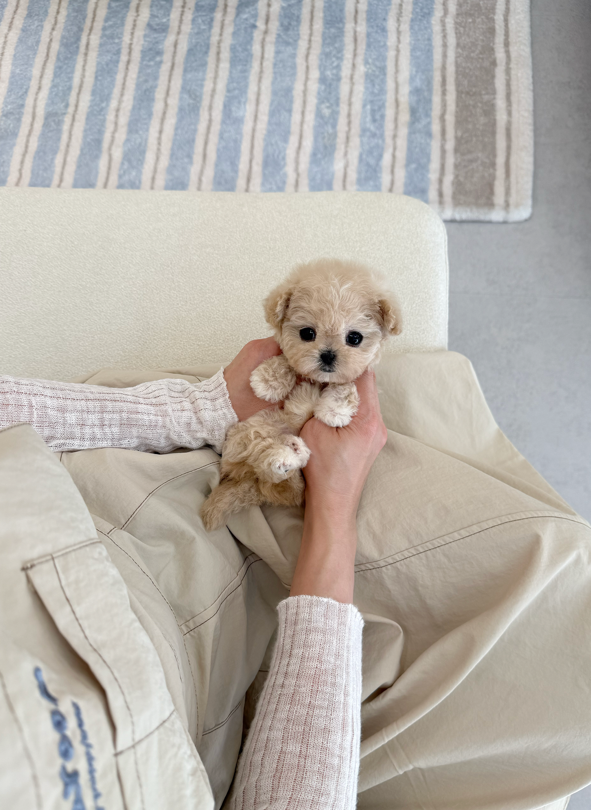 Maltipoo-Honey-F