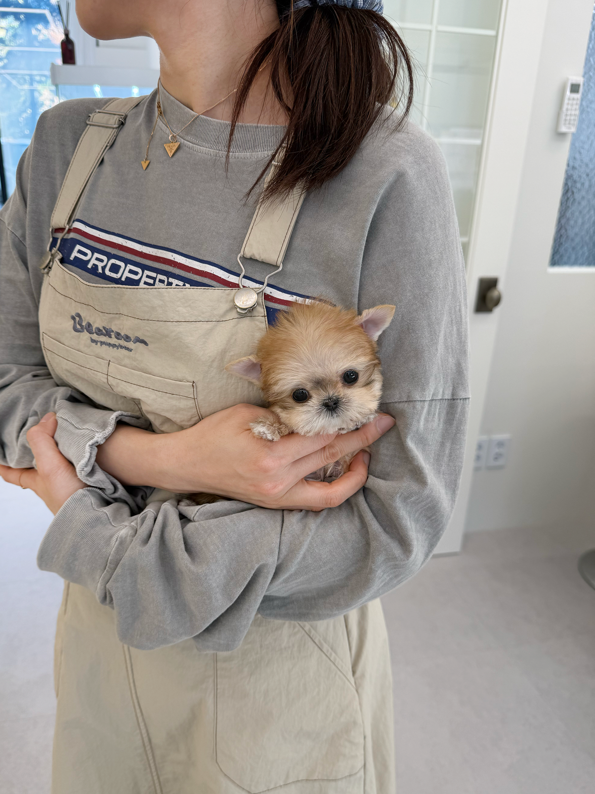 Yorkie-Benny-F