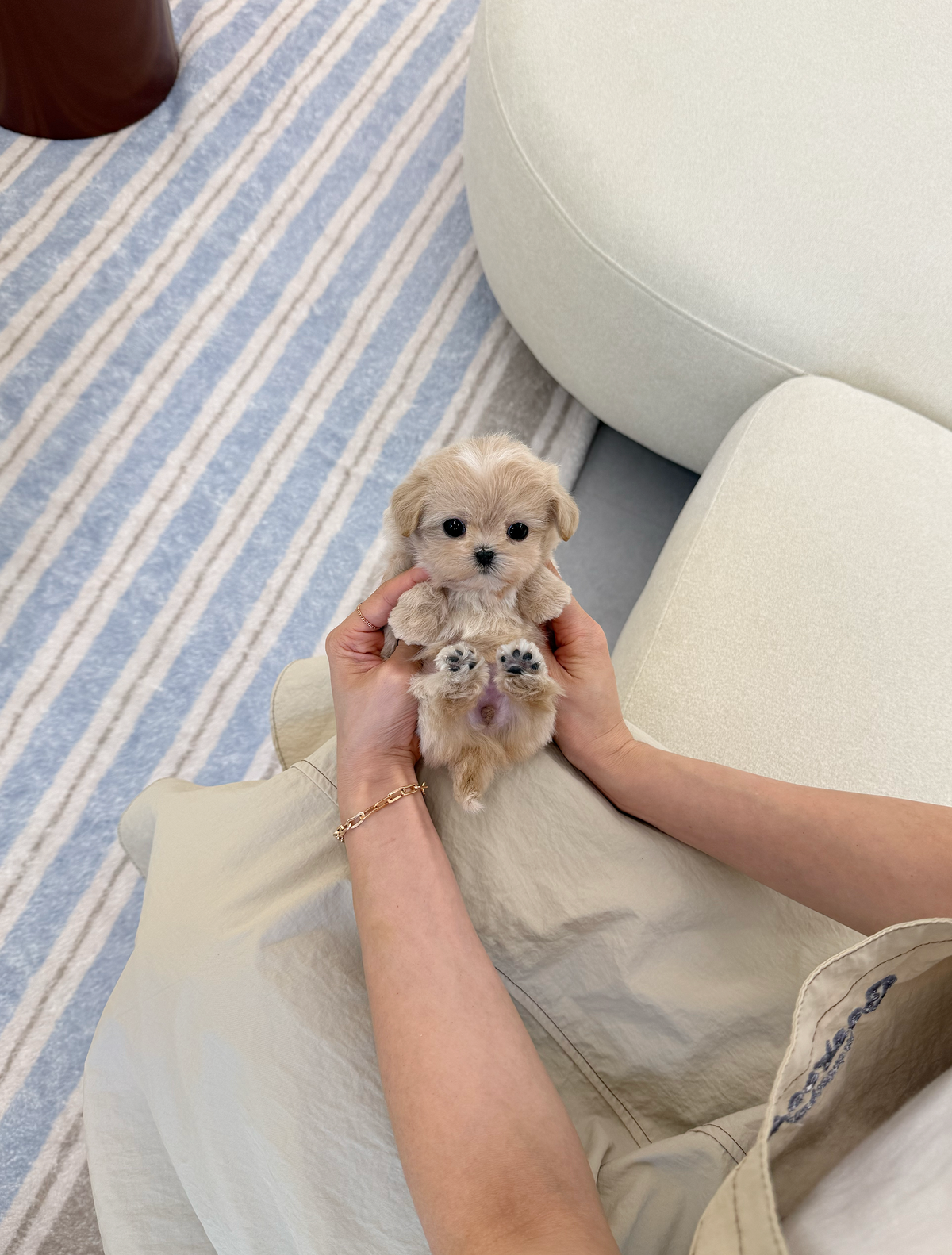 Maltipoo-Janie-F