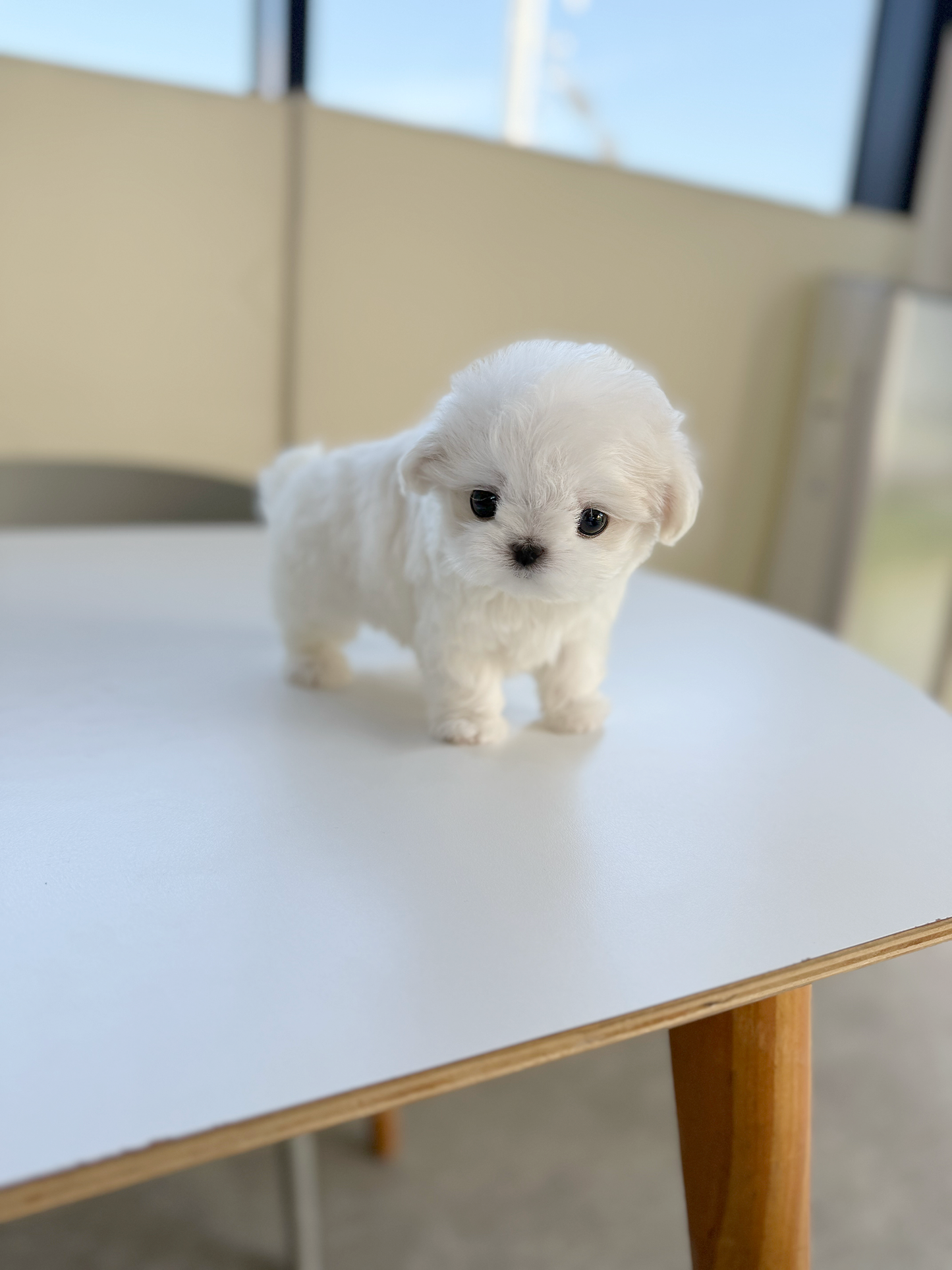 Maltese-Tissue-F