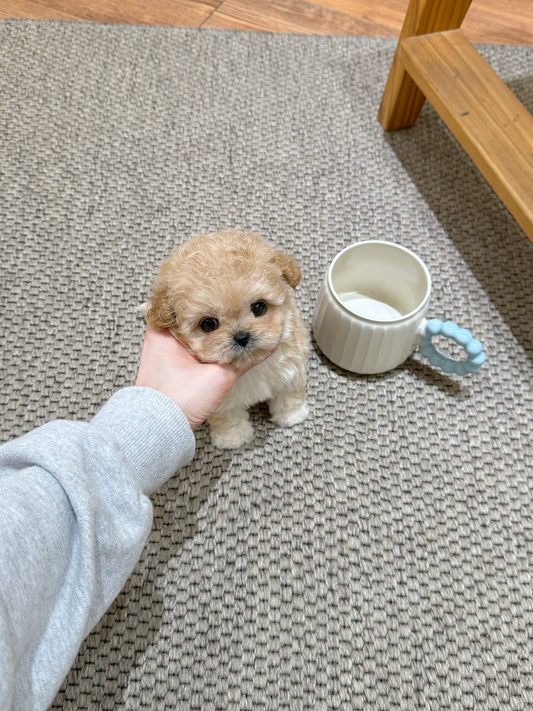 Maltipoo-Honey