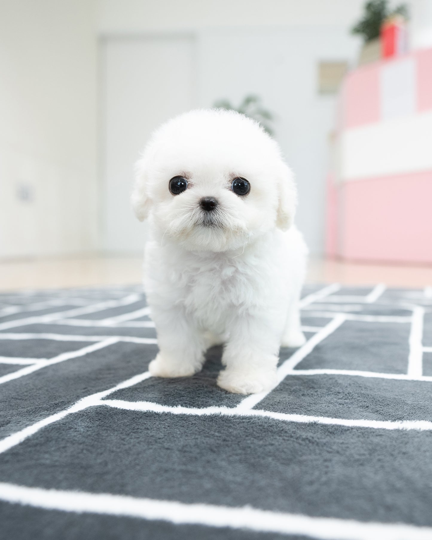 Bichon-Nini