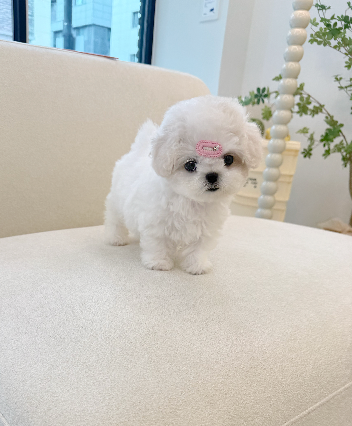 Bichon-Donna-F
