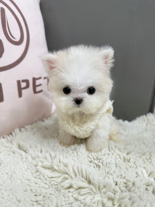 Maltese-Luna