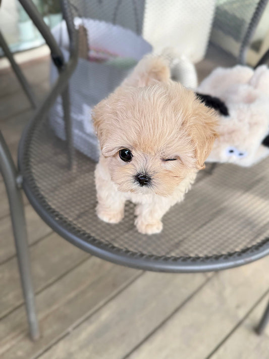 Maltipoo-Bebe