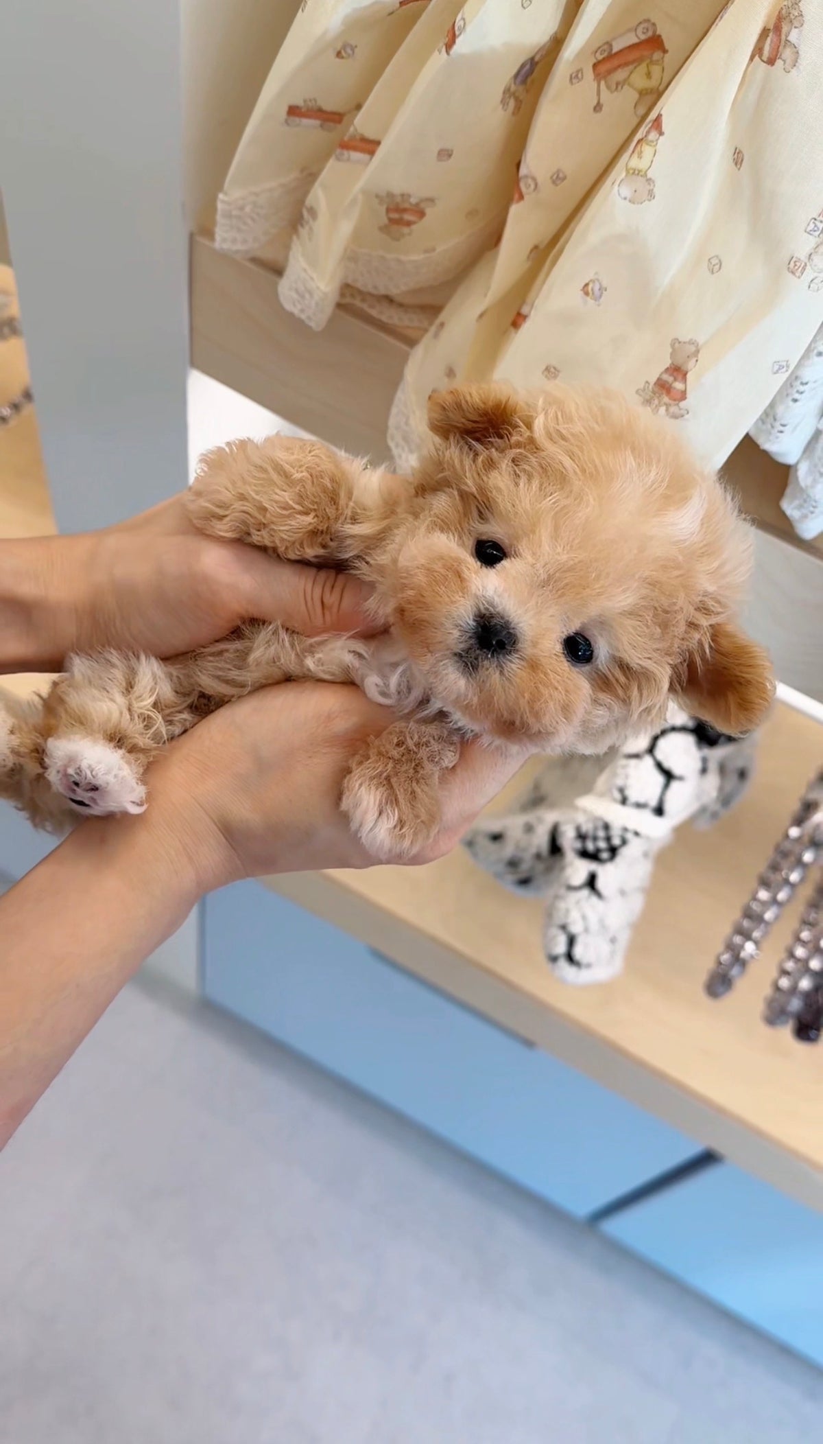 Maltipoo-William-M