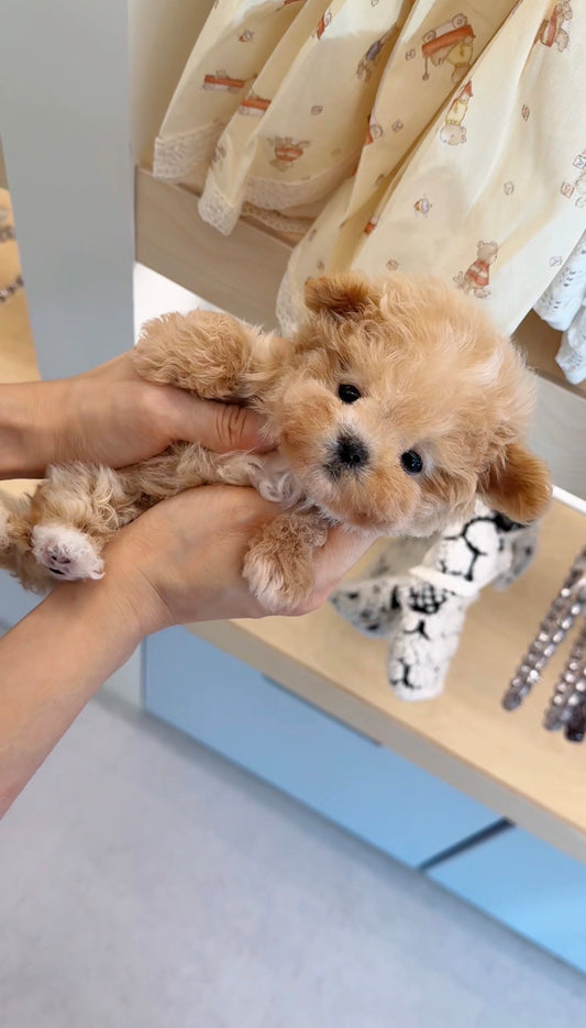 Maltipoo-William-M