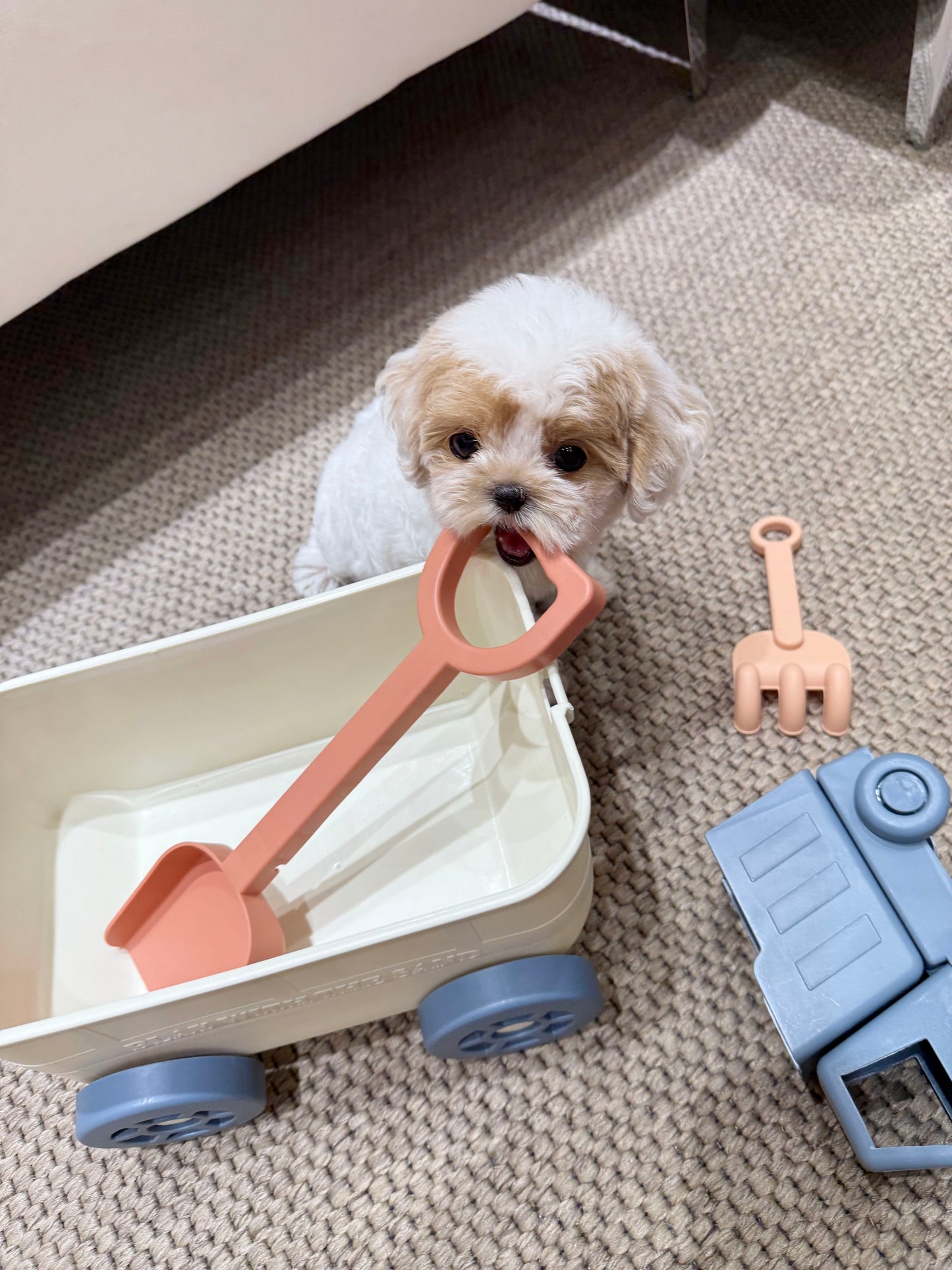 Maltipoo-Choco