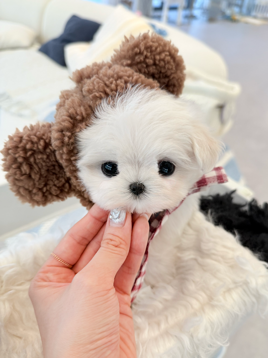 Maltese-Miel