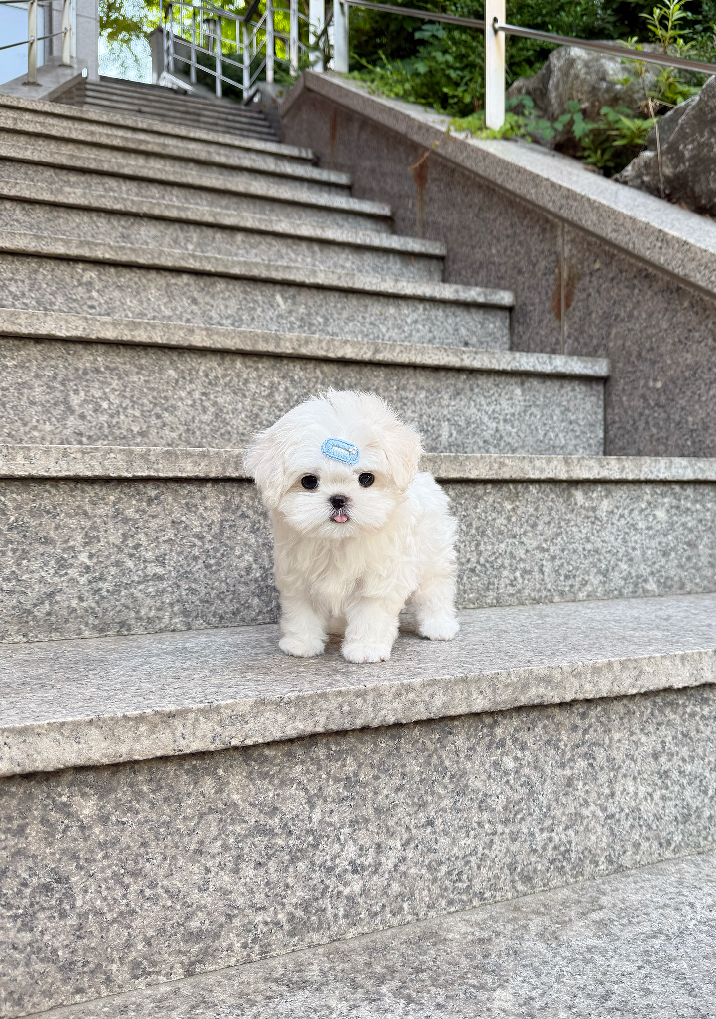 Maltese-Mono